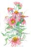 Echinacea - 11x17 - watercolor