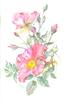 Last Bloom - 11x17 - watercolor