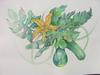 Zucchini - 17x14 - watercolor